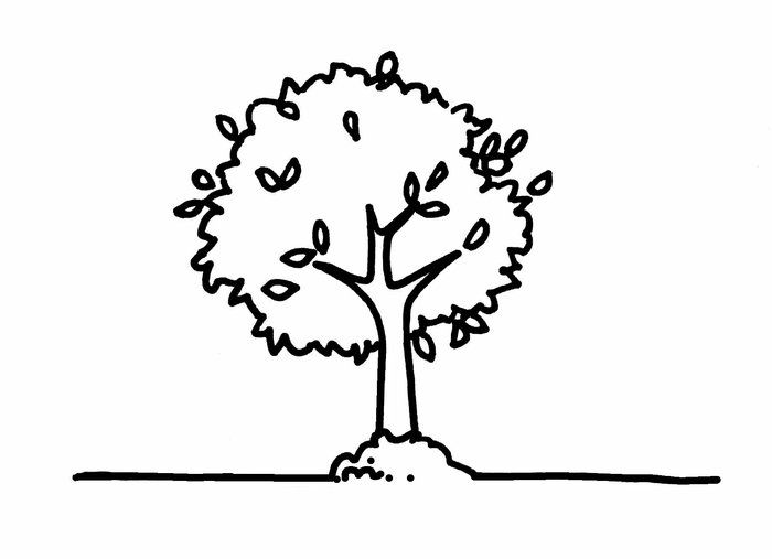 A full, leafy tree